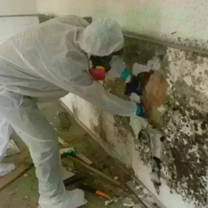 Mold Remediation and Removal in London, KY